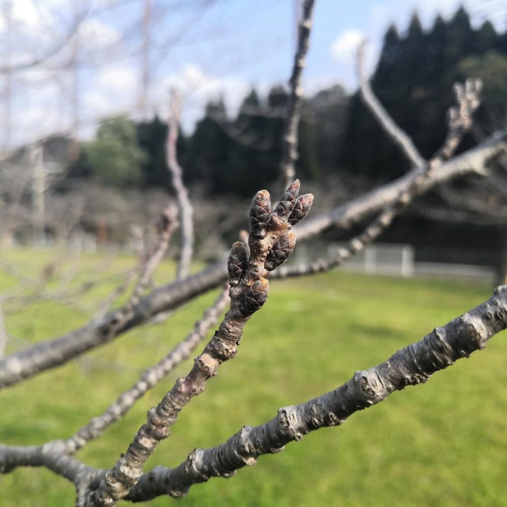 久山蚤の市inトリアス30日出店します！満開楽しみですねー🤗【トリアス桜開花情報】..皆さま、トリアスには桜の木があることをご存じですか？EASTゾーンのふれあい動物園前に公園があり、そこに桜の木がたくさんあります。