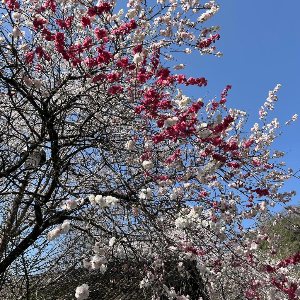 阿蘇からの帰り、大分の木の花ガルデンの前を通ると桜が綺麗で寄り道。